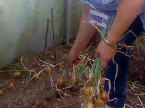 EBSCC Horta Bio (estufa) - recolha cebola para uso cantina da escola